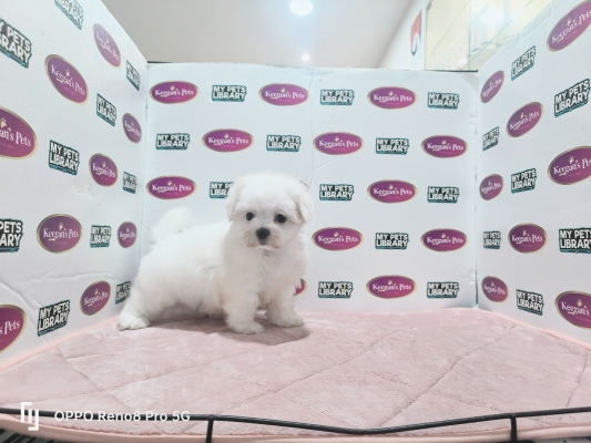 Champion Lineage Maltese (Male)