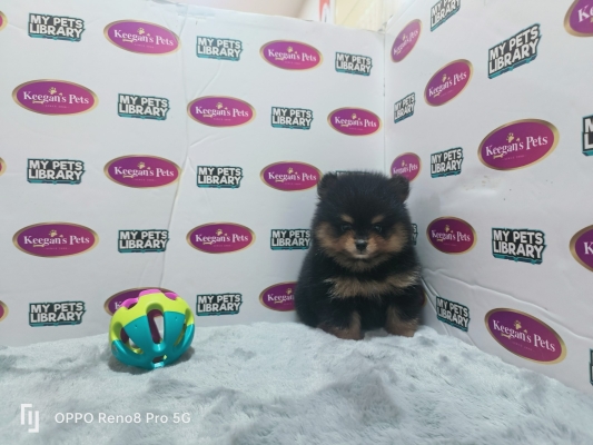 Pomeranian - Black Tan (Male)