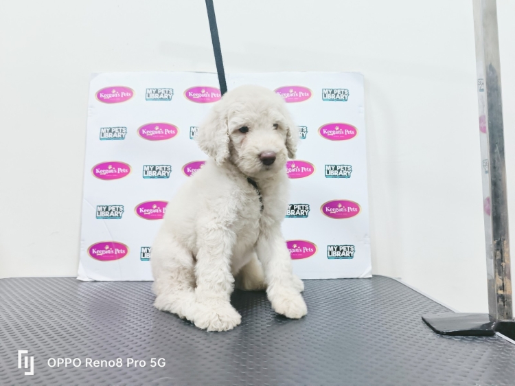 Standard Poodle - White (Female)