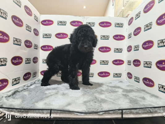 Standard Poodle - Black (Male)