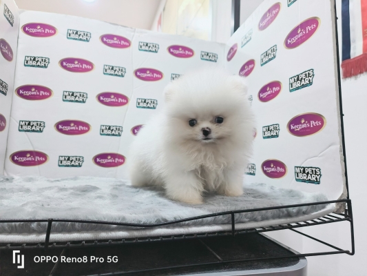 Pomeranian - White (Male)