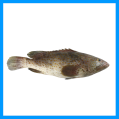 Brown Spotted Grouper