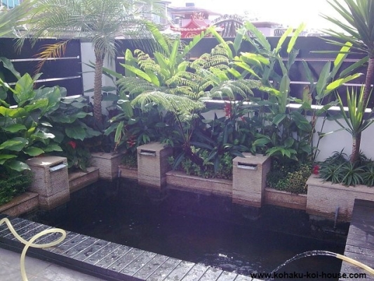 Low Waterfall Koi Pond Design