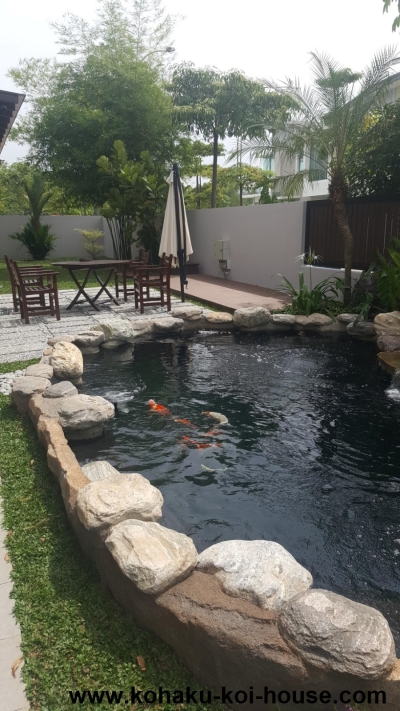 Pondo Rosa Koi Pond With Rock Landscape