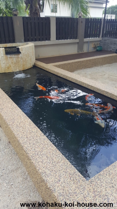 Kolam Koi Segiempat Standard @ Seri Austin