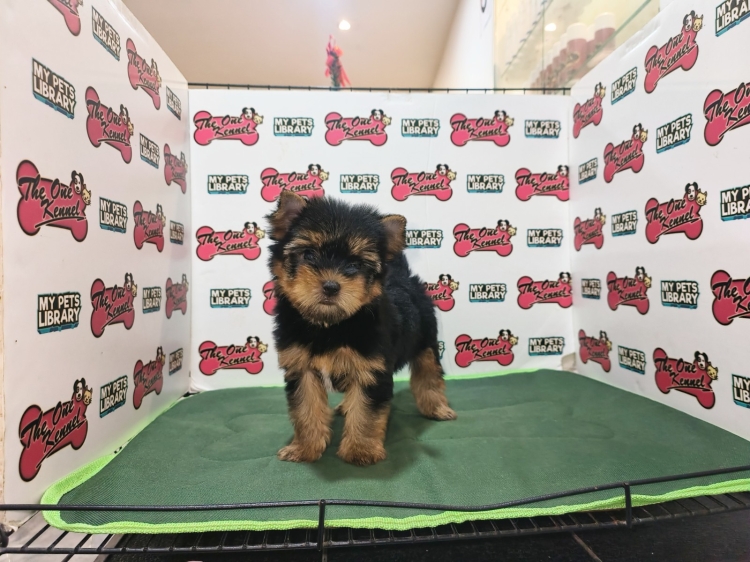 Champion Lineage Yorkshire Terrier (Male)