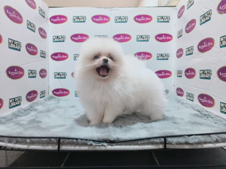 Pomeranian - White (Male)