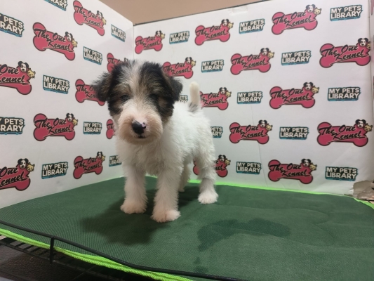 Wire Fox Terrier (Female5)