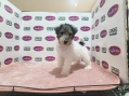 Wire Fox Terrier (Female4)