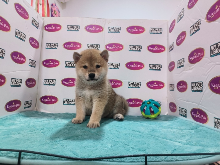 Shiba Inu - Red (Male)