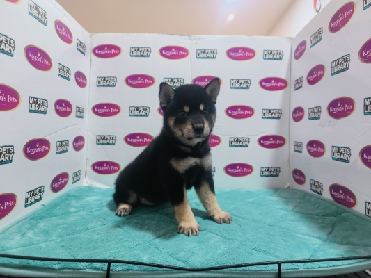 Shiba Inu - Black Tan (Female)