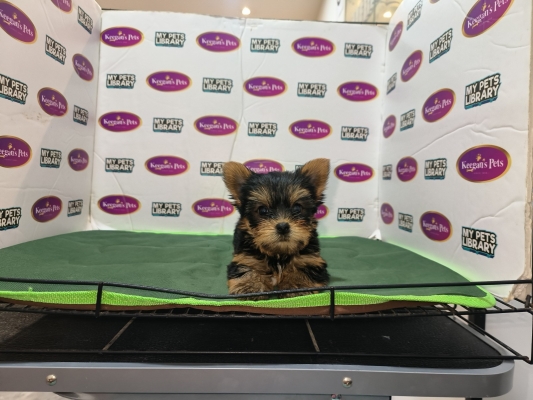 Yorkshire Terrier (Male)
