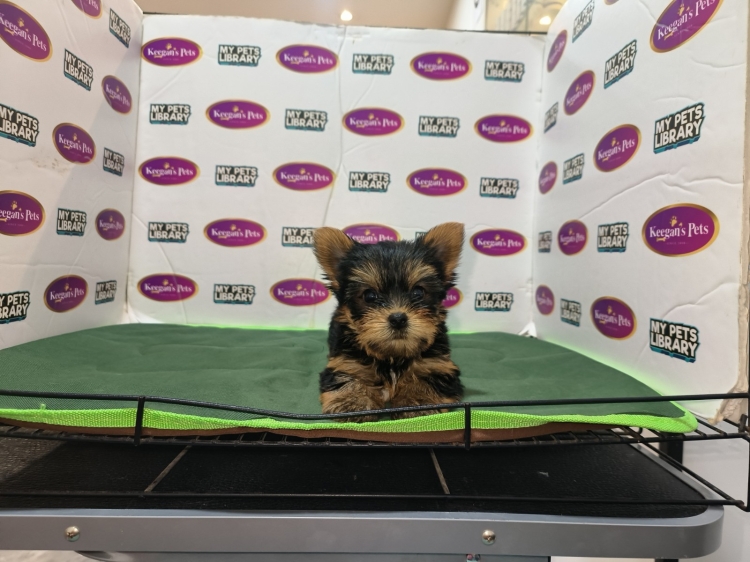 Yorkshire Terrier (Male)