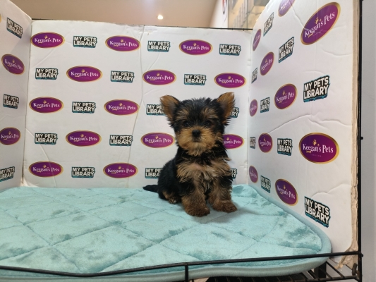 Yorkshire Terrier (Female)