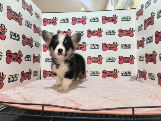 Pembroke Welsh Corgi - Tri (Male)