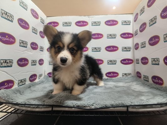 Pembroke Welsh Corgi - Tri (Female)