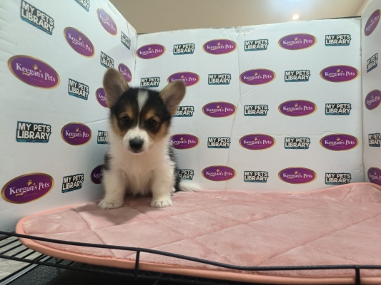 Pembroke Welsh Corgi - Tri (Female)