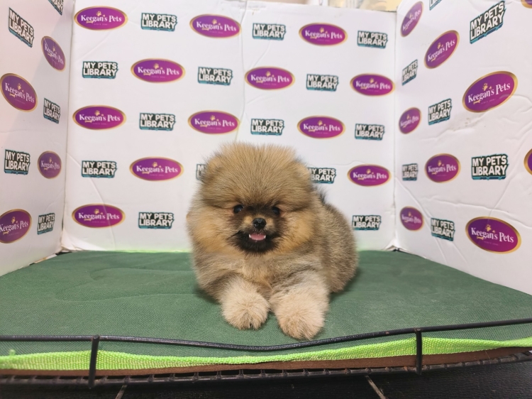 Pomeranian - Orange Sable (Male)