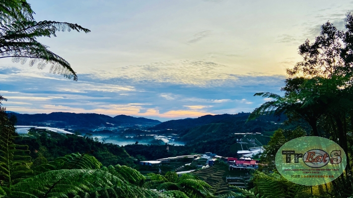 Cameron Highland 