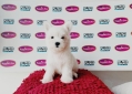 West Highland White Terrier (Female)