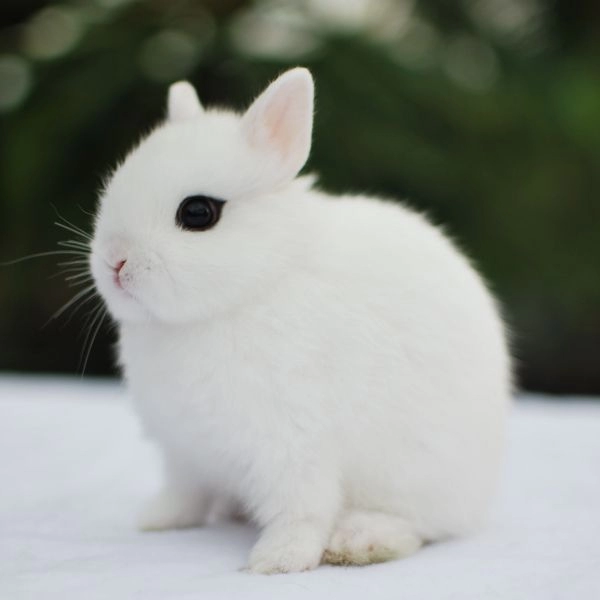 Dwarf Hotot Sample 1