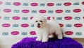 Champion Lineage Bichon Frise (Female)