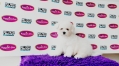 Champion Lineage Bichon Frise (Male)