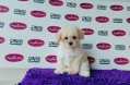 Tiny Poodle - White (Male)