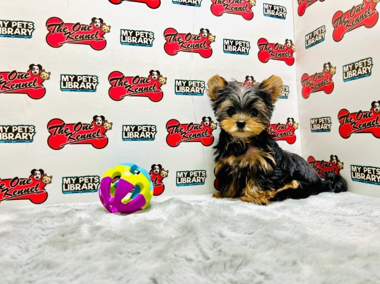 Yorkshire Terrier (Female)