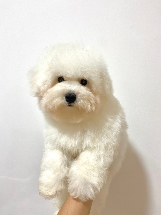 Taiwan Imported Bichon Frise (Male)