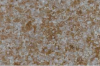 SGM-G-144 SGM: GRANITE EFFECT COATING SUZUKA Wall Tile / Floor Tiles