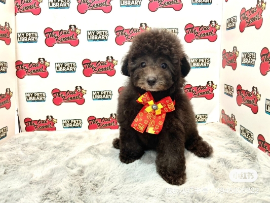 Poodle - Silver (Female)