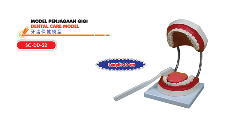 SC-DD-22 Model Penjagaan Gigi ( Dental Care Model ) *