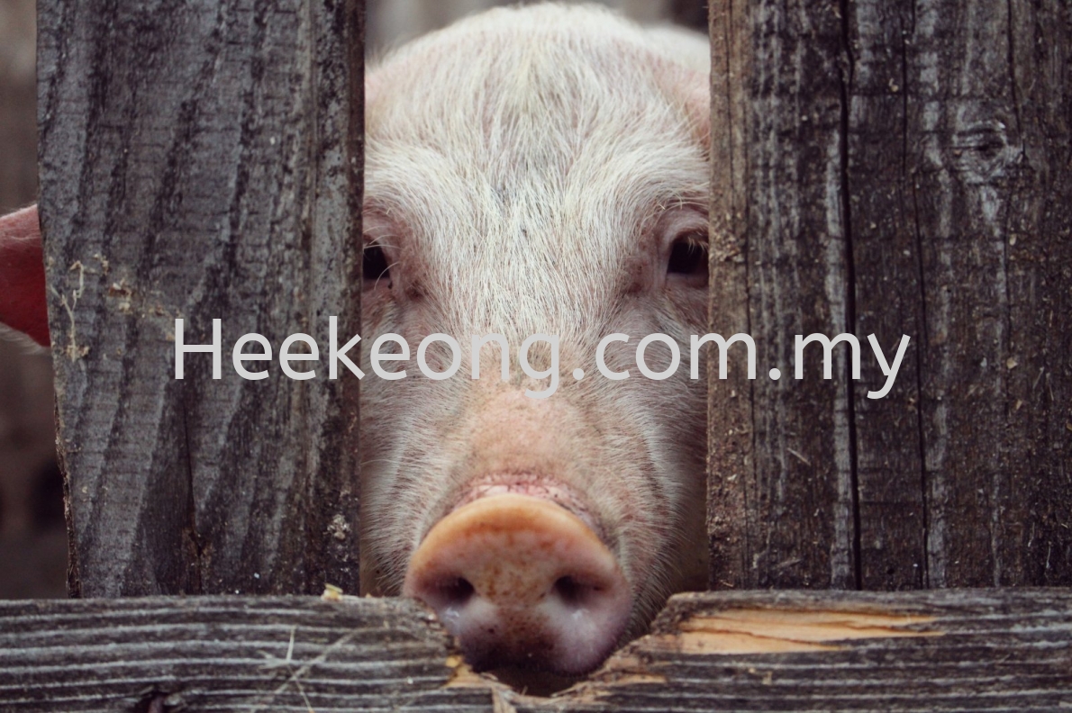 Lift freeze on pigs from Perak, urge Klang Valley butchers