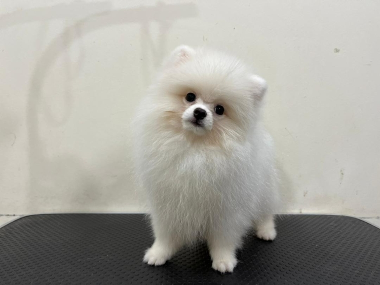 Pomeranian - White (Male)