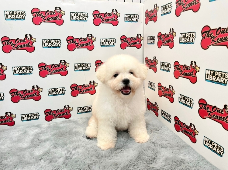 Champion Lineage Bichon Frise (Female)