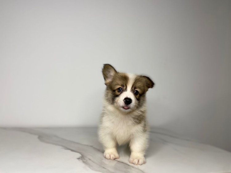 Pembroke Welsh Corgi - Red White (Male)