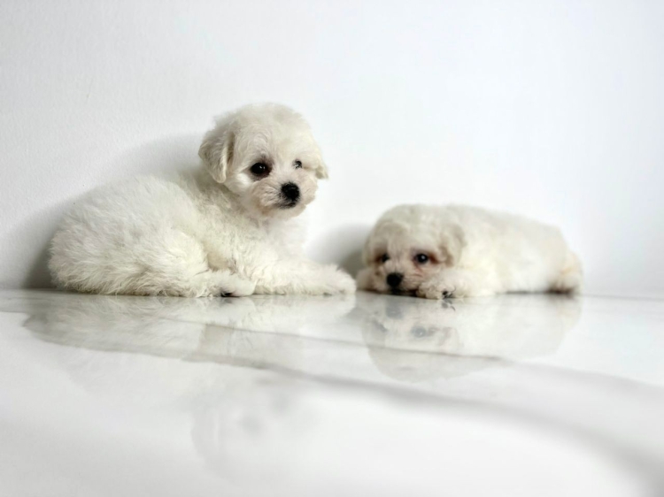 Bichon Frise - White (Female)