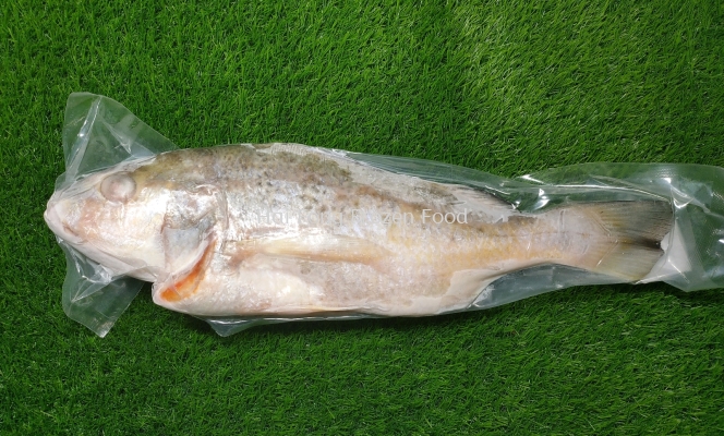 Ikan Arut (0.8/1.2)