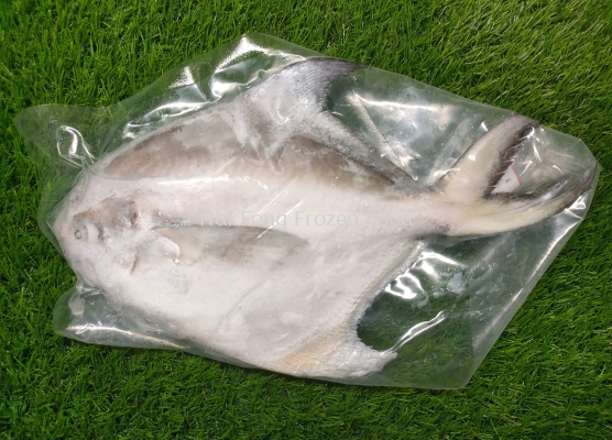 White Pomfret