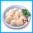 Canada Sea Scallop 