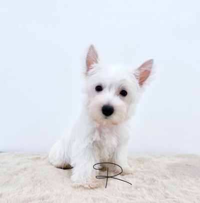 Westie - White (Female)