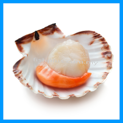Half Shell Scallop with Roe