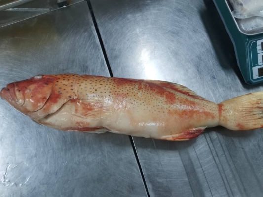 Leopard Coral Grouper 