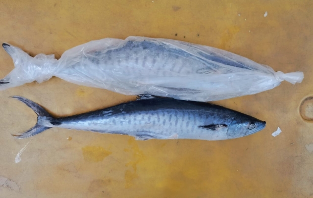 Spanish Mackerel (Narrow-barred)