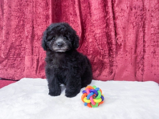 Poodle - Silver (Male)