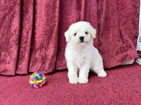 Bichon Frise - White (Female)