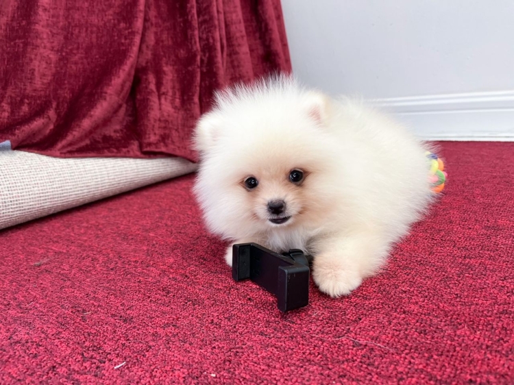 Pomeranian - White (Male)