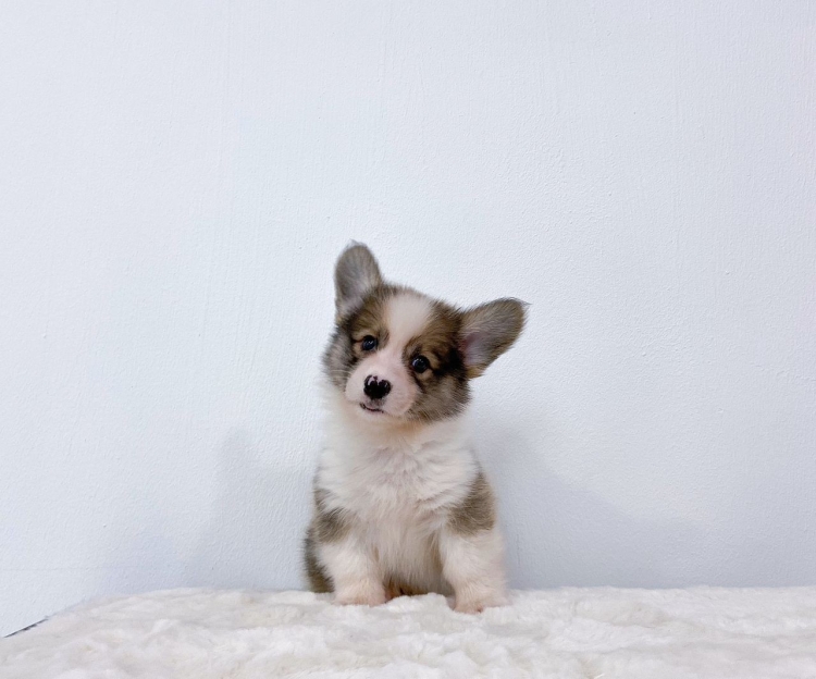 Corgi - Red White(Male)