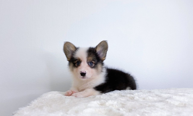 Corgi - Tri Color (Male)